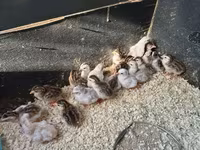 Guinea fowl — Foto 1