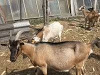 Billy Goat, Goats — photo 2