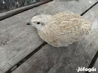 Quails — Foto 6