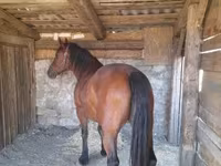 Yegua, Međimurje horse — foto 5