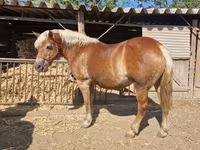 母马, Horses — 照片 3