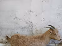 Koza, Saanen goat — zdjęcie 1