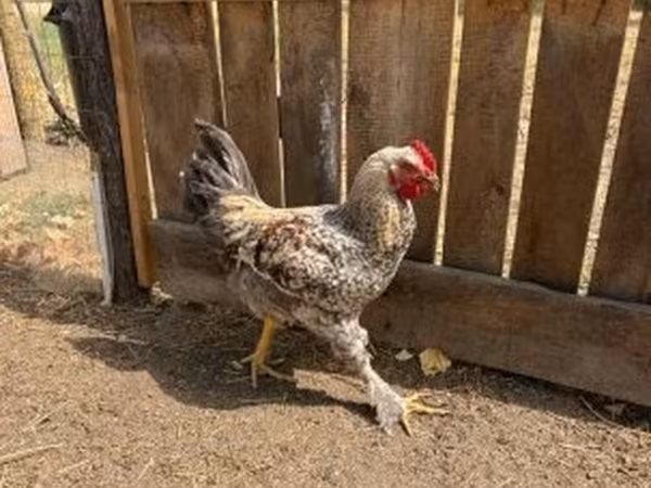 Chickens