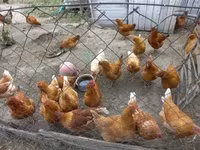 Chickens — 照片 2