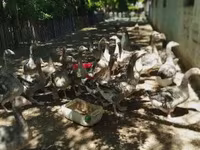 Geese — Foto 3