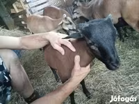 母羊, Cameroon sheep — 照片 2
