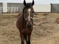 Pastuv, Thoroughbred horse — fotografija 7