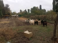 Cabra, Alpine goat — foto 4