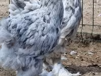 Brahma — photo 3