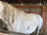 Jument, Chevaux — photo 2