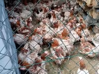 Chickens — Foto 1