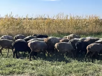 Owca, Owce — zdjęcie 3