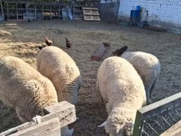 雄羊, Merino sheep