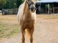 Pastuv, Quarter Horse — fotografija 7