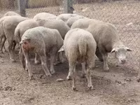 Sheep, Sheep — photo 2