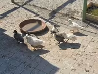 Ducks — foto 3
