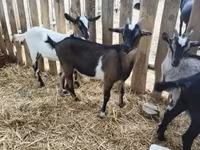 Billy Goat, Goats — photo 5