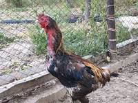 Derbiširska crvenokapa — fotografija 1
