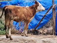 Cow, Simmental cattle — photo 5