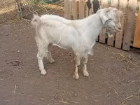 Jarac, Saanen goat — fotografija 2