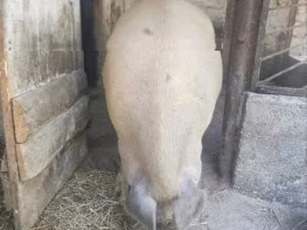 Verrat, Porcs — Hongrie