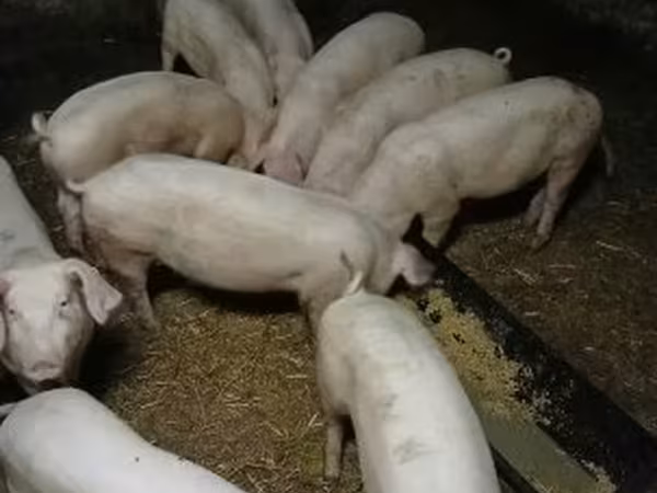Verro, Крупная белая