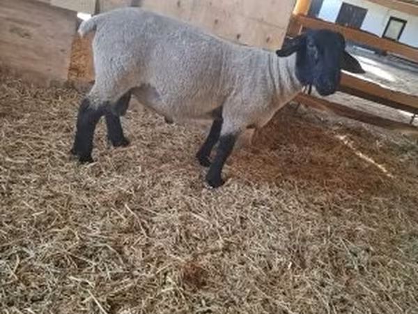 كبش, White Suffolk sheep