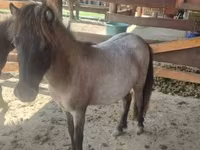 雌馬, Shetland Pony — 写真 6