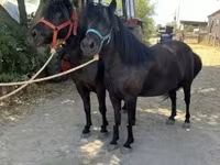 Jument, Chevaux — photo 3