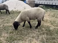 Қошқар, White Suffolk sheep — 1-сурет