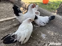 Chickens — foto 2