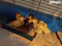 Ducks — photo 2