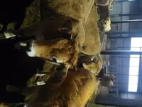 Krava, Aubrac cattle — fotografija 3