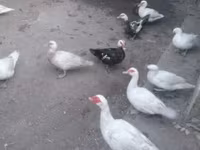 Ducks — 照片 3