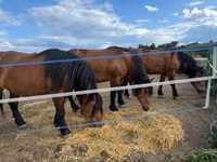 母马, Horses — 照片 7