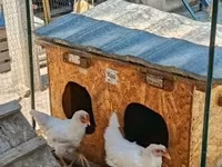 Chickens — Foto 4