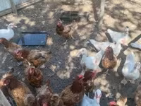 Ducks — zdjęcie 2