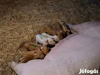 मादा सूअर, सूअर — फ़ोटो 2