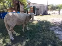 Schaf, Lacaune sheep — Foto 2
