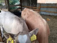 Touro, Simmental cattle — foto 2
