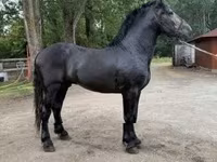 Айғыр, Friesian — 2-сурет