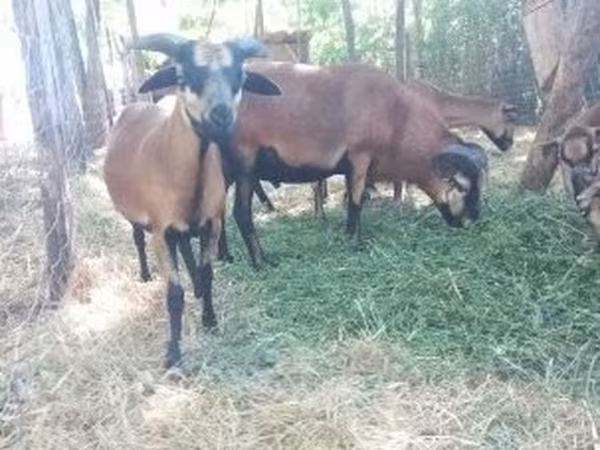 Bélier, Cameroon sheep — Hongrie