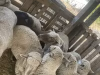 भेड़, Blackheaded Persian sheep — फ़ोटो 4