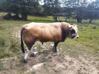 Bik, Aubrac cattle — fotografija 2