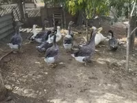 Ducks — fotografija 3