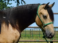 Pastuv, Gypsy horse — fotografija 5