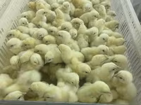 Chickens — fotografija 5