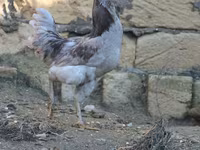 Ameraucana — photo 4