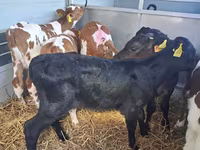 Taureau, Simmental cattle — photo 4
