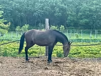 Koń, Lipizzaner — zdjęcie 3